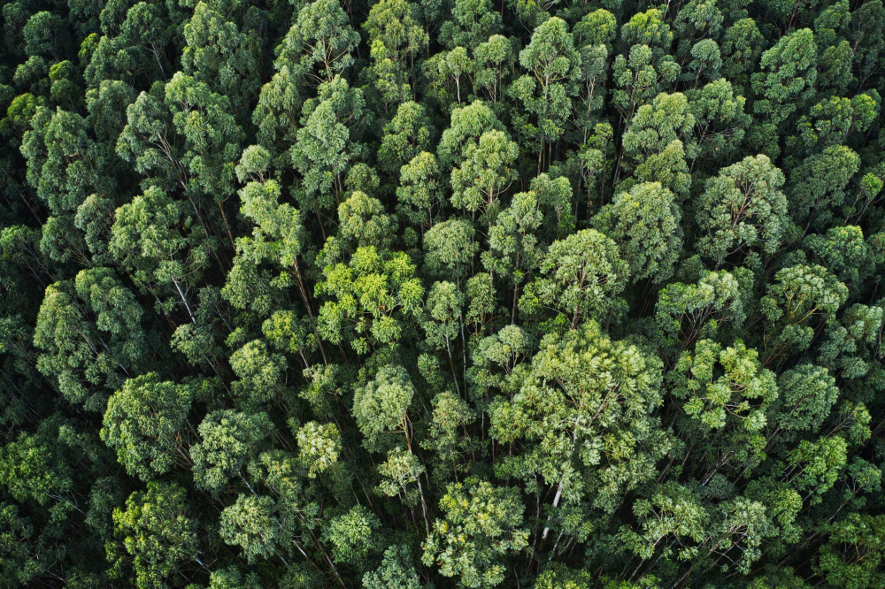 overhead-aerial-shot-thick-forest-with-beautiful-trees-greenery (1)